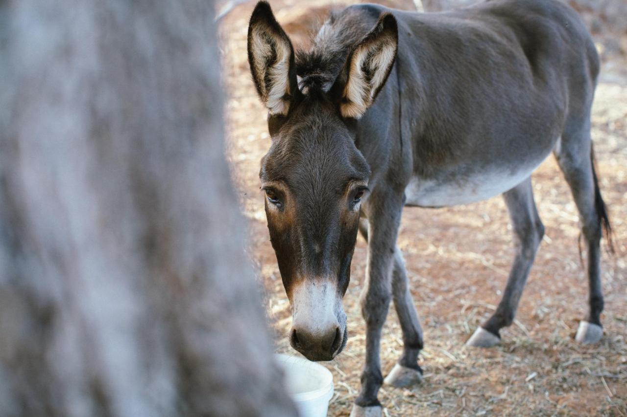 White Donkey Boutique Hotel (Adults Only) Chrani Buitenkant foto