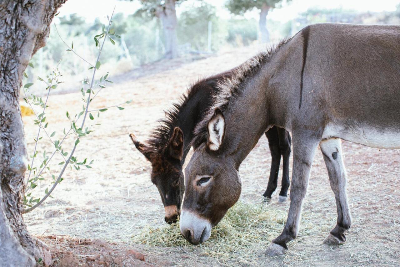 White Donkey Boutique Hotel (Adults Only) Chrani Buitenkant foto